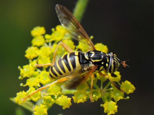 Spilomyia saltuum