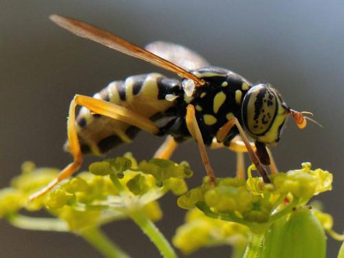 Spilomyia saltuum
