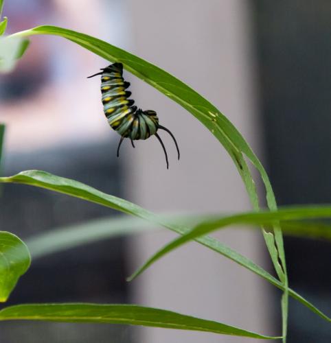 Danaus chrysippus