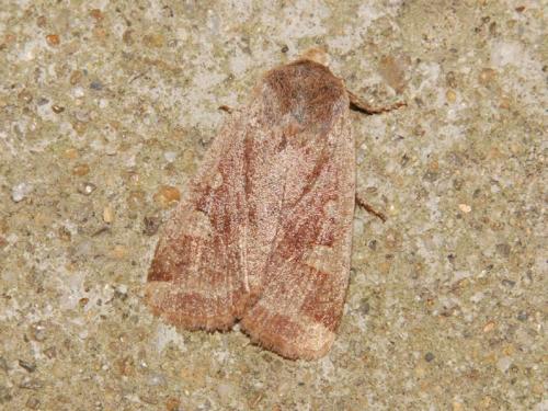Réf. 95 487 : Conistra erythrocephala