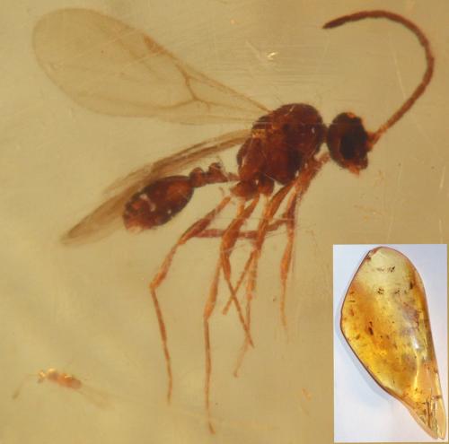 Réf. 95 339 : Myrmicinae inconnu