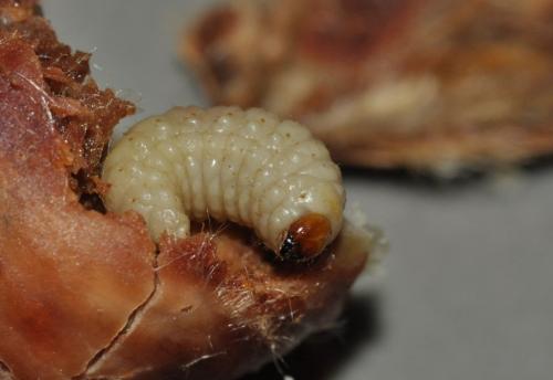 Réf. 95 313 : Curculio sp.