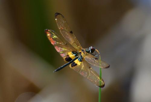 Rhyothemis phyllis