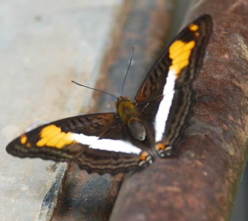Adelpha malea