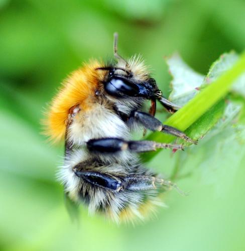 Bombus pascuorum