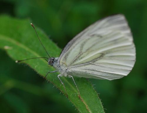 Pieris napi