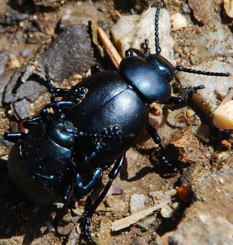 Timarcha tenebricosa