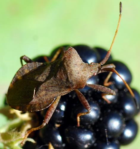 Coreus marginatus
