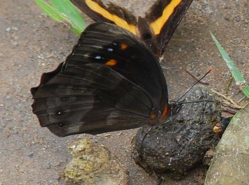 Réf. 95 702 : Pronophila sp.