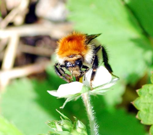 Bombus pascuorum