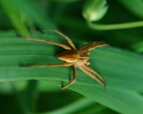 Pisaura mirabilis