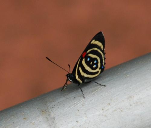 Callicore hydaspes