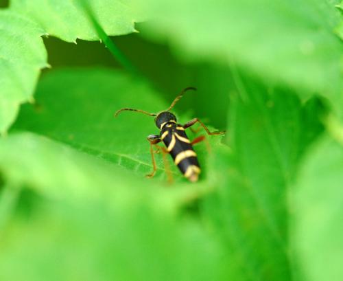 Clytus arietis