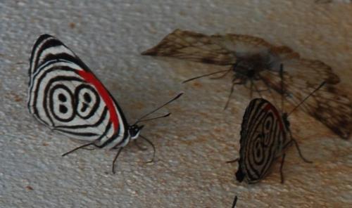 Diaethria sp.