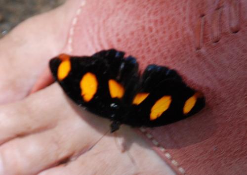 Réf. 95 494 : Catonephele numilia