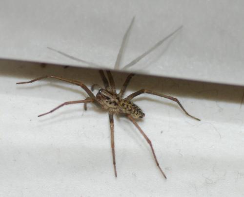 Tegenaria sp.