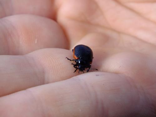 Réf. 95 894 : Chrysolina sanguinolenta
