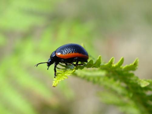 Réf. 95 895 : Chrysolina sanguinolenta