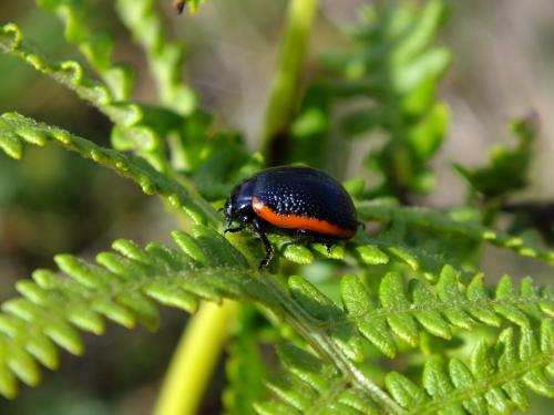 Réf. 95 896 : Chrysolina sanguinolenta