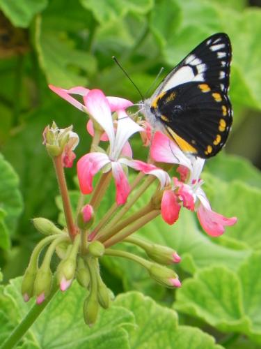Belenois java