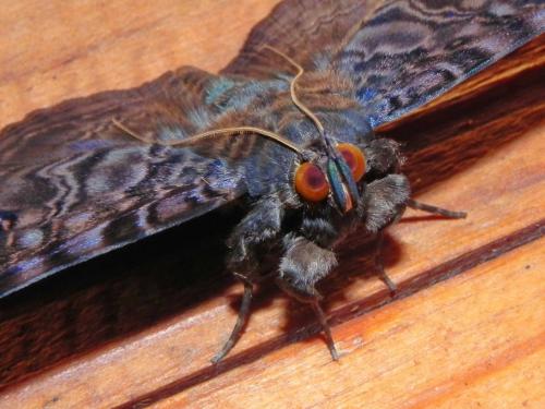 Speiredonia obscura