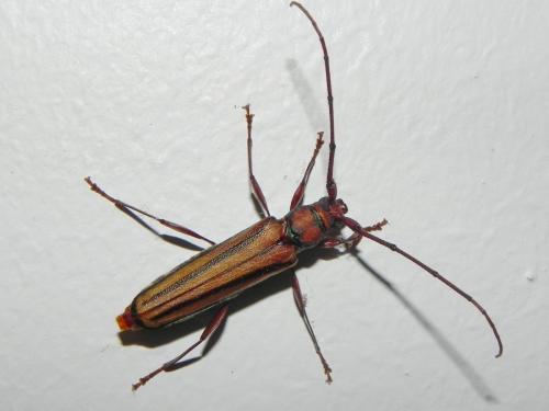 Xystrocera globosa