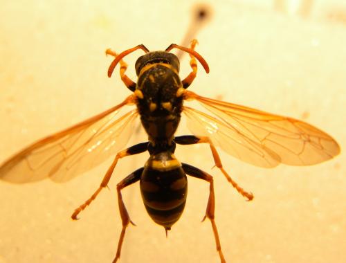 Polistes gallicus