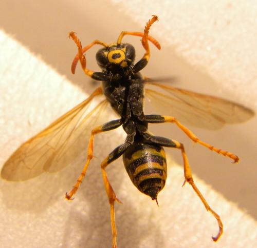 Polistes gallicus