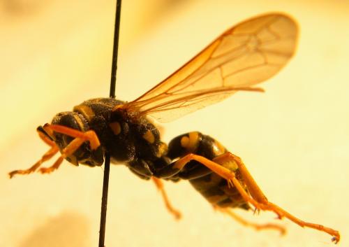 Polistes gallicus