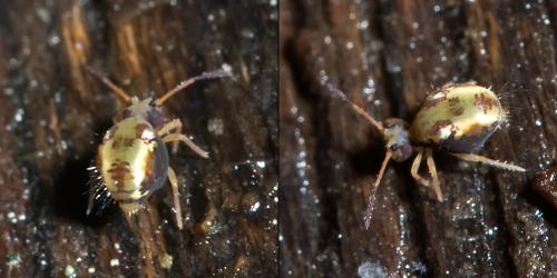 Dicyrtomina saundersi