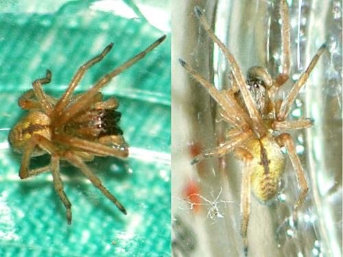 Cheiracanthium pennatum