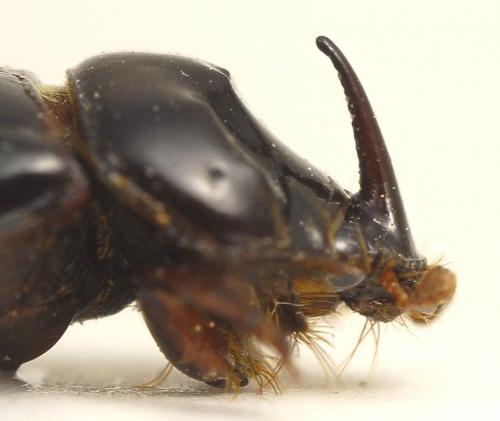 Réf. 95 662 : Triodontus sp.