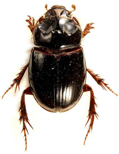 Réf. 95 661 : Triodontus sp.