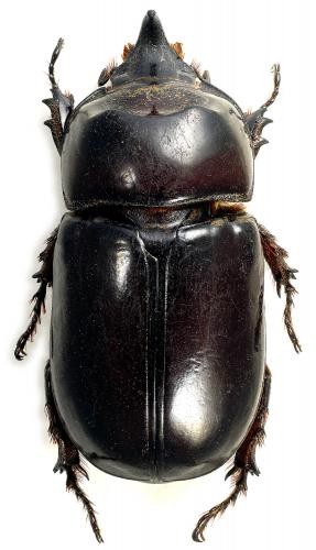 Réf. 95 892 : Oryctes augias