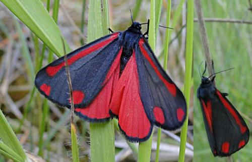 Réf. 95 078 : Tyria jacobaeae
