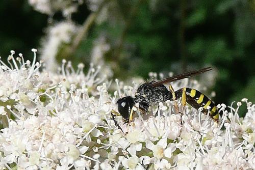 Ectemnius cavifrons