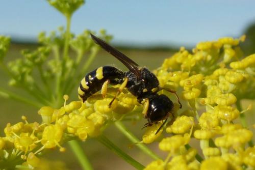 Réf. 95 930 : Ectemnius continuus punctatus