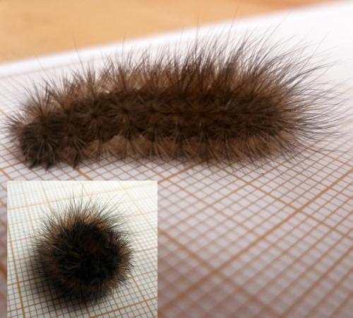 Phragmatobia fuliginosa