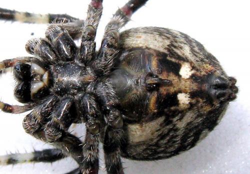 Araneus angulatus