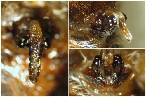 Araneus angulatus