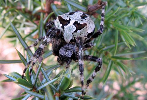 Araneus angulatus