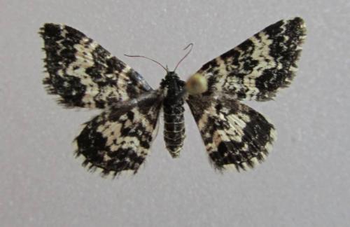 Réf. 95 360 : Epirrhoe hastulata