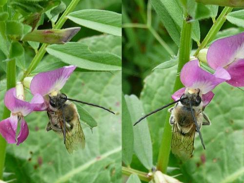 Réf. 95 188 : Eucera (longicornis-nigrescens)