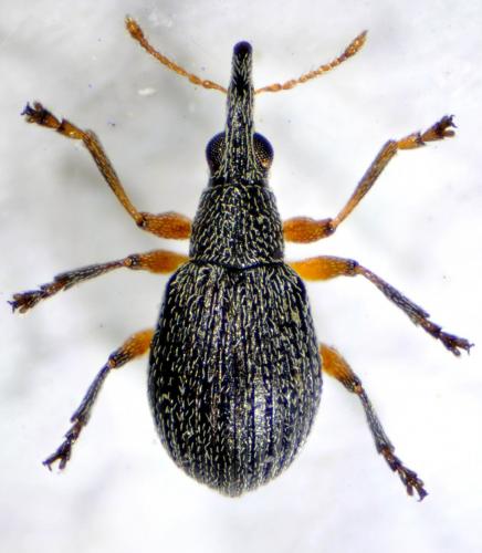 Eutrichapion viciae