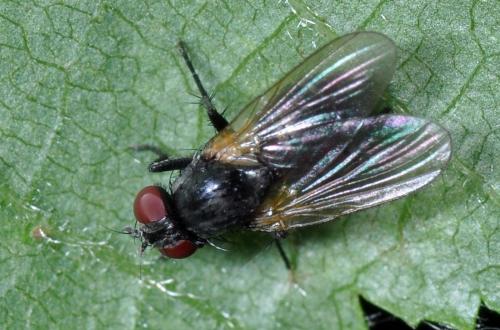 Fannia sp.