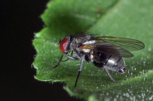 Fannia sp.