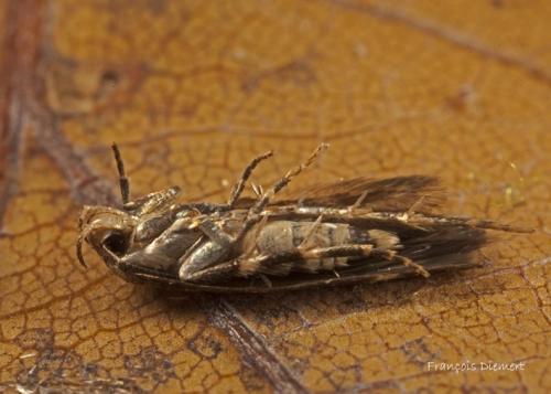 Mompha sp.