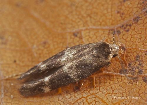 Mompha sp.