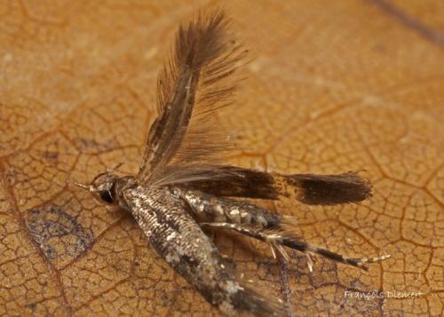 Mompha sp.