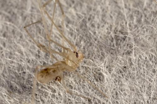 Pholcus phalangioides